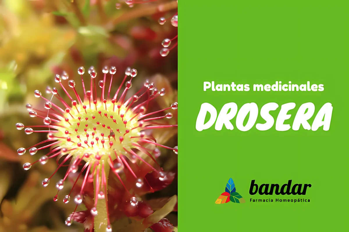 Plantas medicinales Drosera