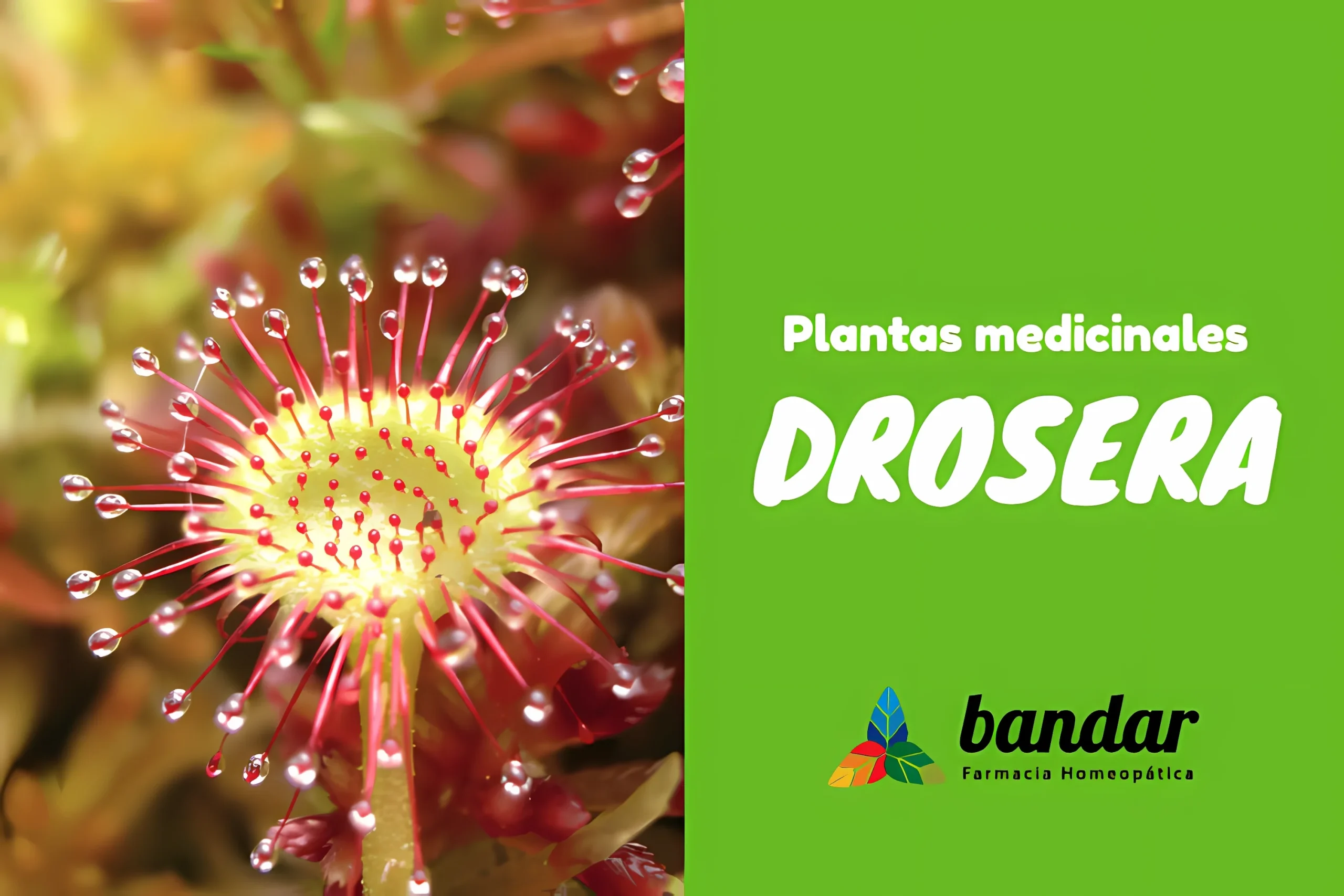 Plantas medicinales Drosera